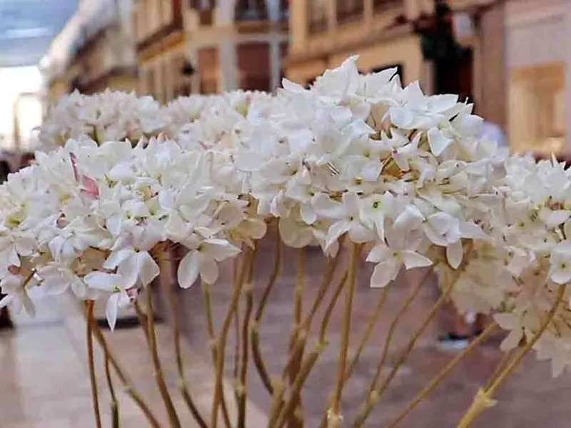 Flor típica de Málaga: la Biznaga